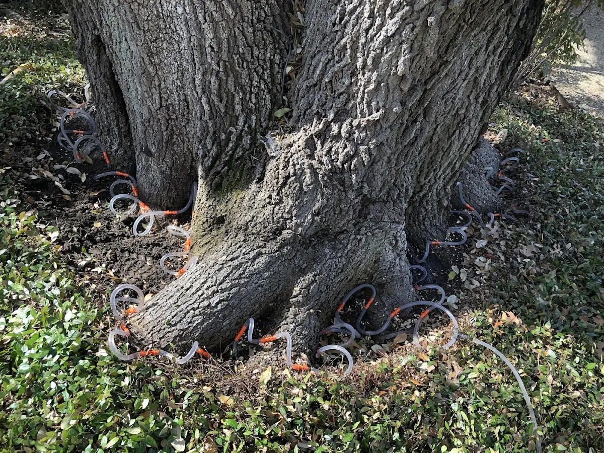 Detailed Tree Cabling and Bracing job site in Currituck